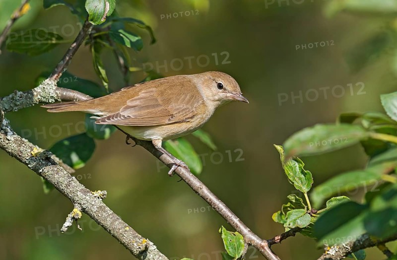 Garden Warbler (Sylvia borin) perched on a branch, Aosta Valley, Italy