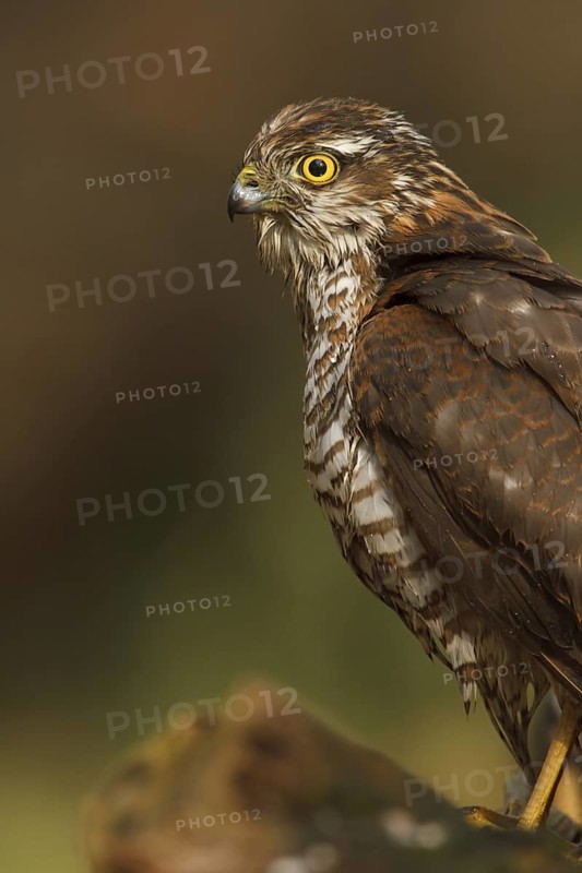 Eurasian Sparrowhawk (Accipiter nisus), Netherlands