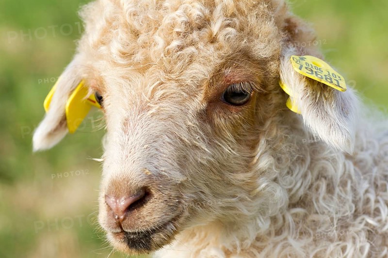 A light-coloured lamb of the Zackelschaf, portrait, ear tags, ear marking animals mammals