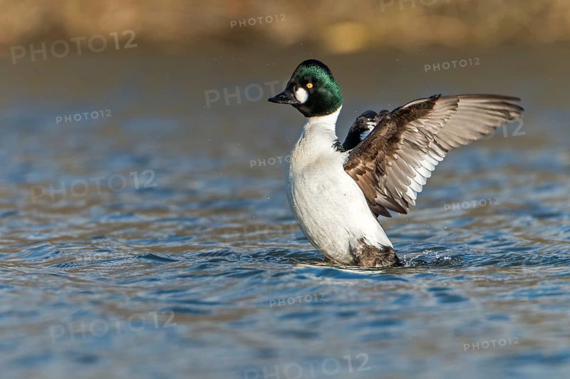 Common Goldeneye (Bucephala clangula) male, Saxony-Anhalt, Germany