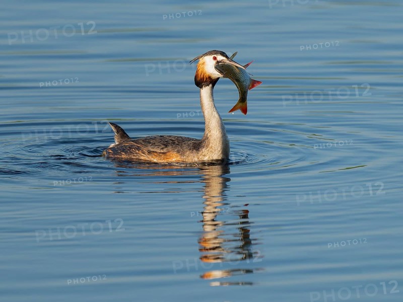 Great Crested Grebe (Podiceps Scalloped ribbonfish) with a large fish in its beak swimming on a lake, devouring a large, captured rudd (Scardinius erythrophthalmus), blue water, Lower Saxony, Germany
