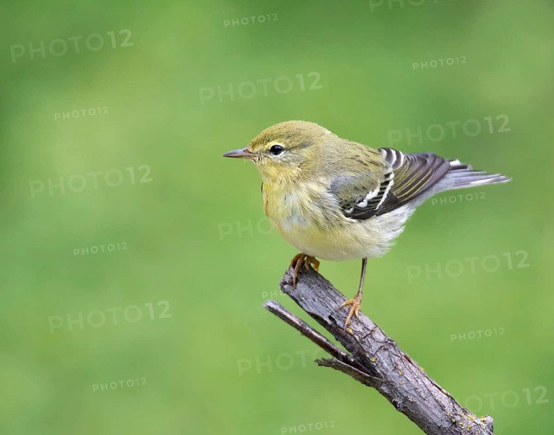 A Fall plumage Blackpoll Warbler, Setophaga striata, perched in Saskatoon, Canada