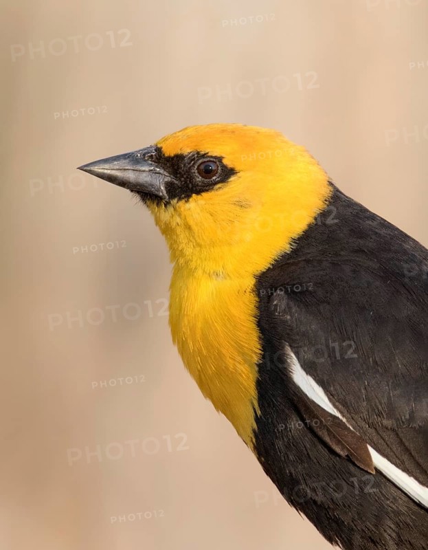 A male Yellow-headed Blackbird, Xanthocephalus xanthocephalus, in a marsh, near Laura, Saskatchewan