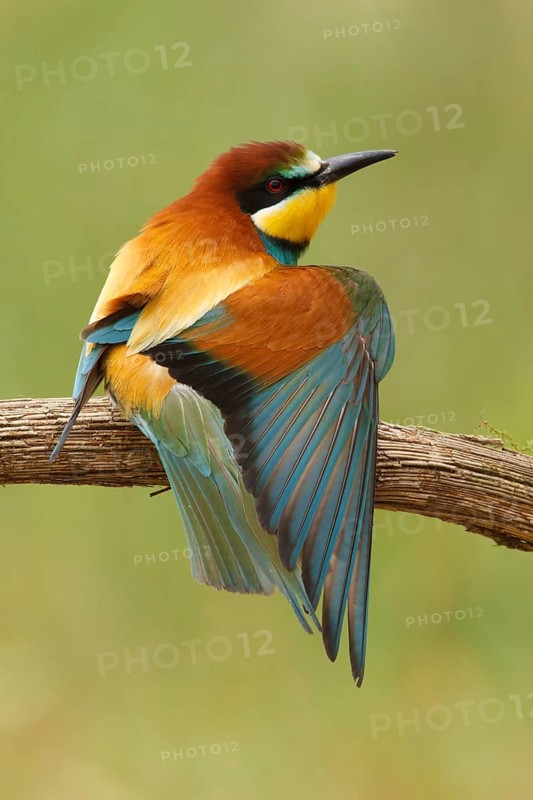 European Bee-eater (Merops apiaster), France