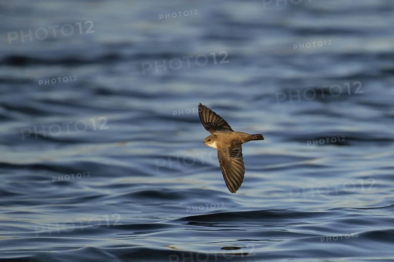 Eurasian Crag Martin (Ptyonoprogne rupestris) flying, Murcia, Spain