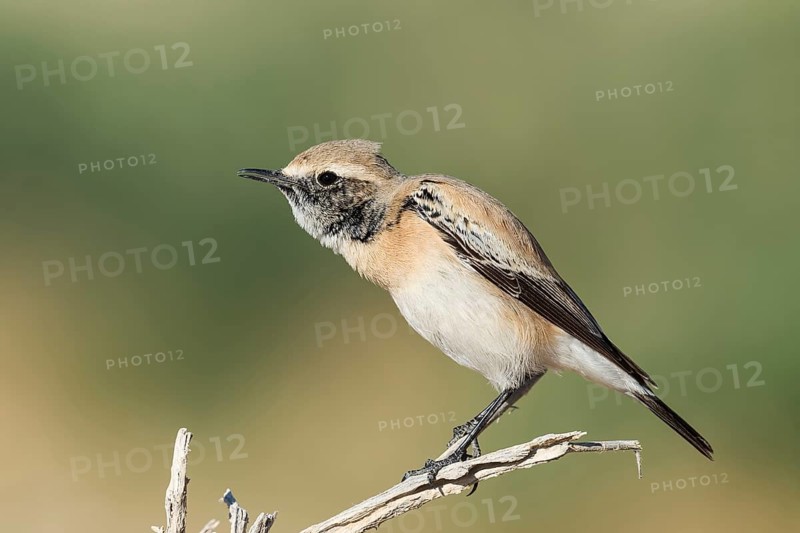 Desert Wheatear (Oenanthe deserti homochroa) Eilat, Israel