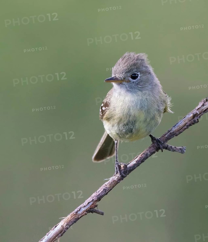 A Dusky Flycatcher, Empidonax oberholseri, perched in Cypress Hills Interprovincial Park, Saskatchewan