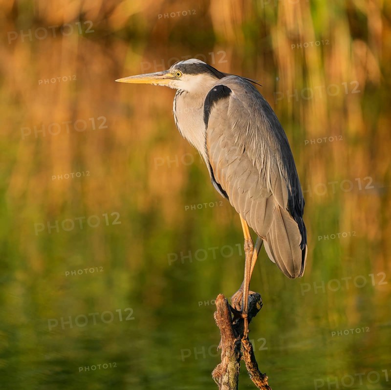 Grey heron (Ardea cinerea) standing on a dead branch at a lake, warm morning light, Lower Saxony, Germany