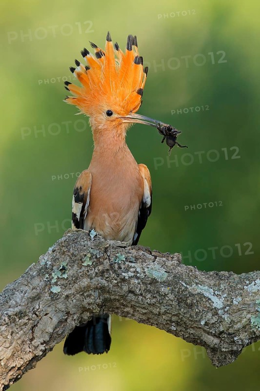 Eurasian Hoopoe (Upupa epops) with spider in beak, Andalusia, Spain
