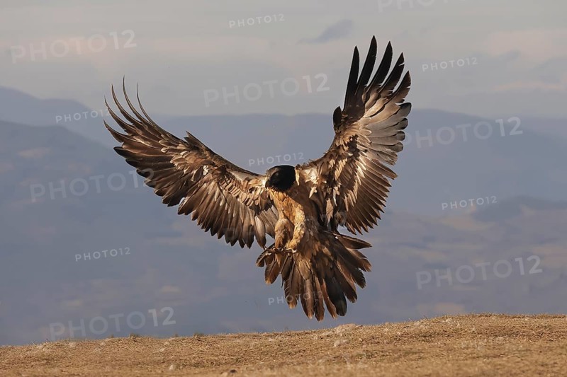 A young bearded vulture descends gracefully, its impressive wings fully extended as it prepares to land. The dramatic lighting highlights its dark plumage against the rugged mountain backdrop