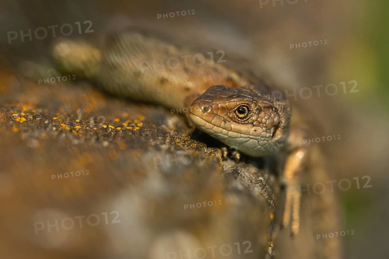 Common lizard (Zootoca vivipara) adult reptile animal resting on a wooden sleeper, England, United Kingdom