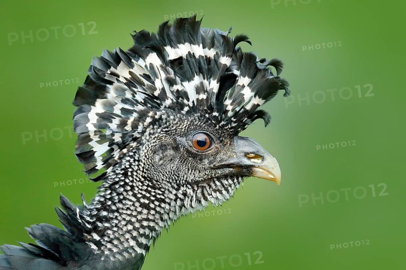 Detail portrait of bird crest. Bare-faced Curassow, big black bird with yellow bill in the nature habitat, Costa Rica. Wildlife scene from tropic forest. Brown bird in green grass, tropic nature