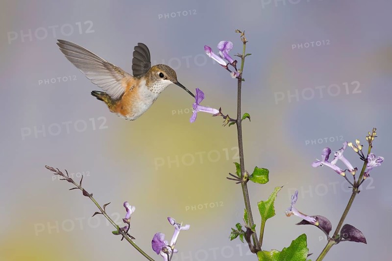 Rufous Hummingbird (Selasphorus rufus) flying while feeding at flower nectar, Texas, USA