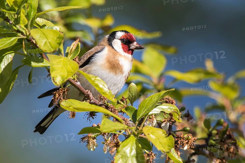 European Goldfinch (Carduelis carduelis), Mecklenburg-Western Pomerania, Germany