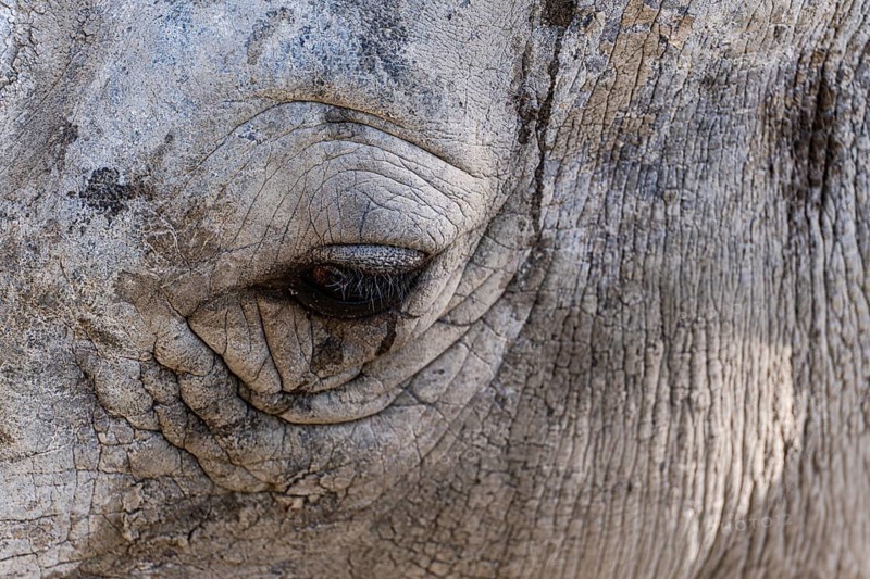 This close-up image captures the intricate textures and details of a rhino's eye, highlighting its rugged, weathered skin. The lines and creases tell a story of resilience