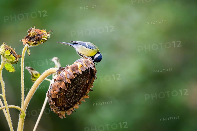 Great tit (Parus major) sitting on an old sunflower blossom with seeds inside, Bavaria, Germany
