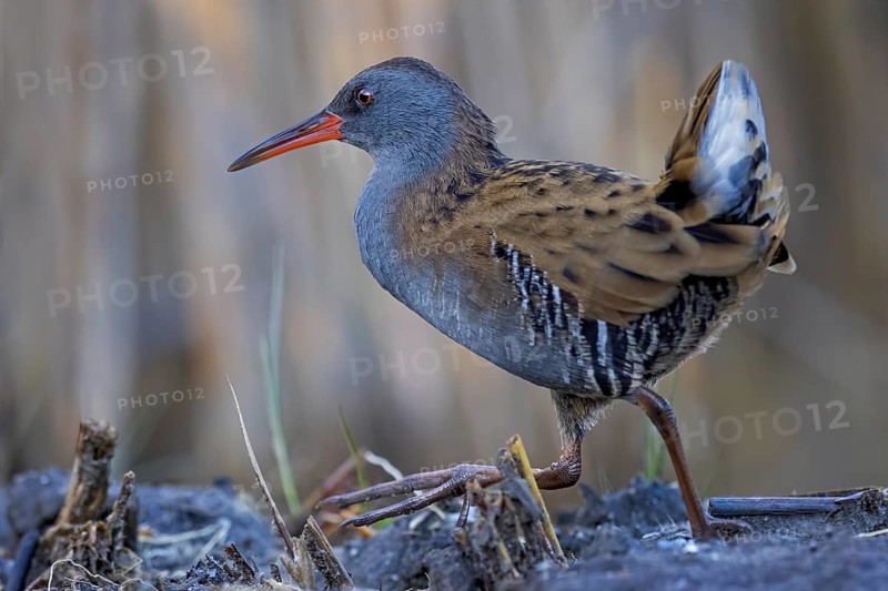 Water Rail (Rallus aquaticus) foraging, Saxony-Anhalt, Germany