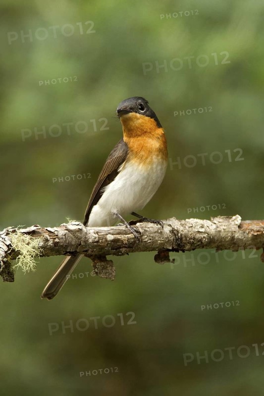 Satin Flycatcher (Myiagra cyanoleuca) female, Tasmania, Australia