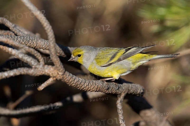 Citril Finch - Zitronengirlitz - Carduelis citrinella, Germany, adult
