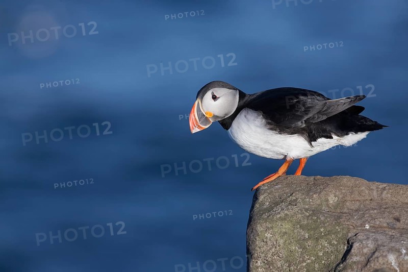 Atlantic Puffin (Fratercula arctica), Iceland