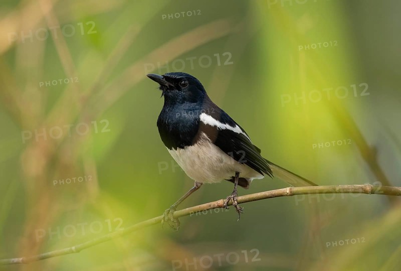A Oriental magpie-robin (Copsychus saularis) on tree branch, Sreepur, Gazipur, Bangladesh