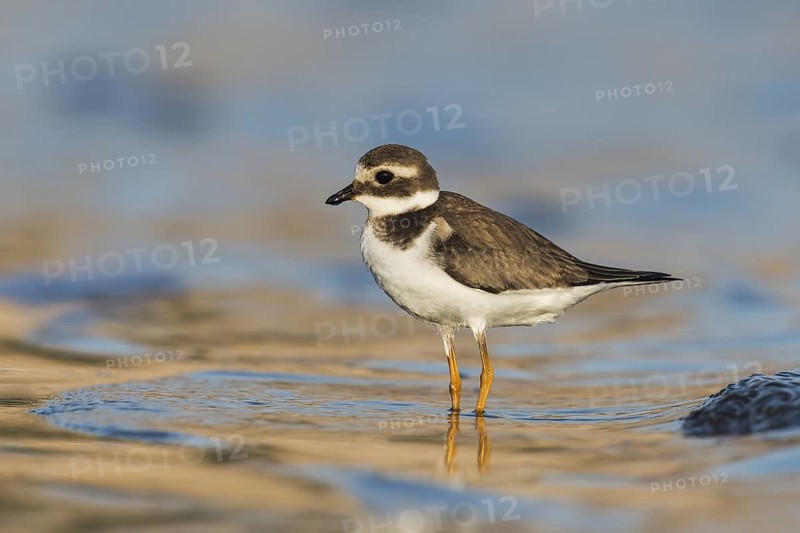 Common Ringed Plover (Charadrius hiaticula) juvenile, Eilat, Israel