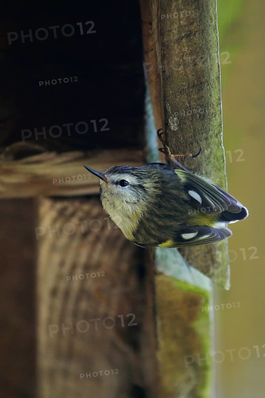 Rifleman (Acanthisitta chloris) at nest at a house, South Island, New Zealand
