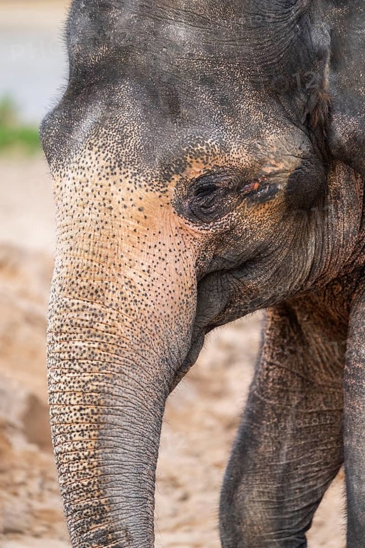 African bush elephant (Loxodonta africana), portrait, captive, distribution Africa