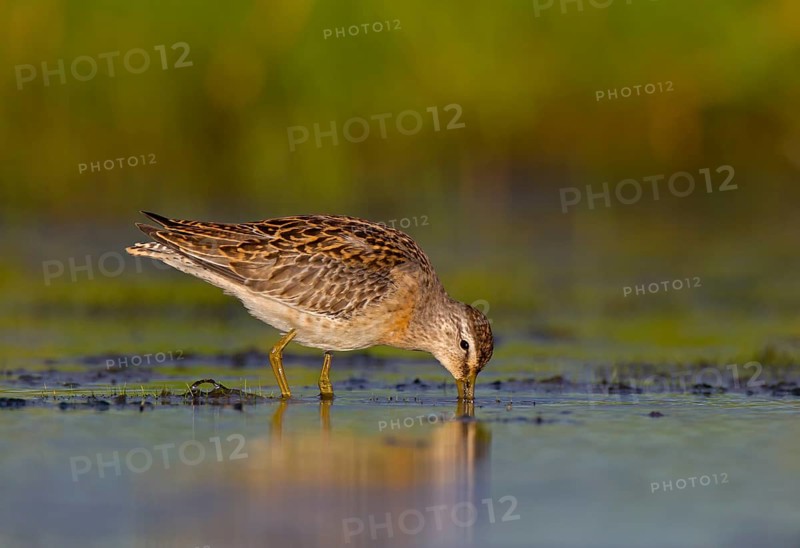 Short-billed Dowitcher (Limnodromus griseus), Ohio, USA