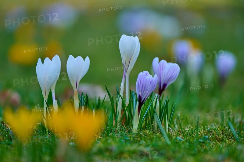 White and purple crocuses in a colorful flower field. Spring colors light up the scene, spring, Bavaria, Germany