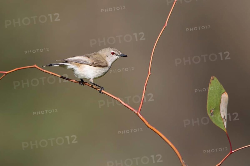 Western Gerygone (Gerygone fusca), New South Wales, Australia