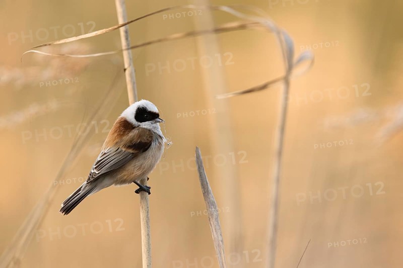 Eurasian Penduline Tit (Remiz pendulinus) in reeds, Mecklenburg-Western Pomerania, Germany