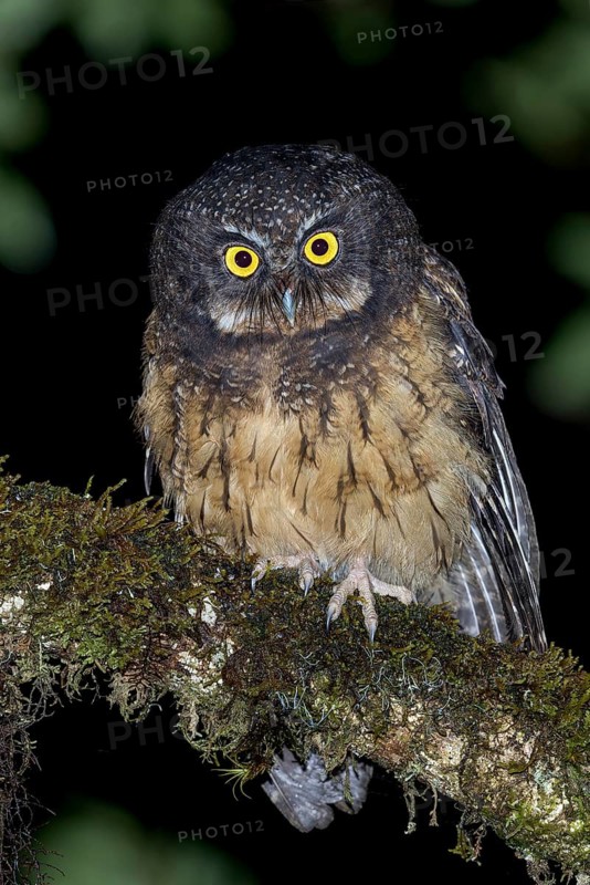 White-throated Screech Owl (Megascops albogularis) perched on a branch in southern Ecuador
