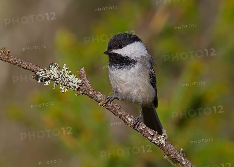 Black-capped Chickadee (Poecile atricapillus), Michigan, USA