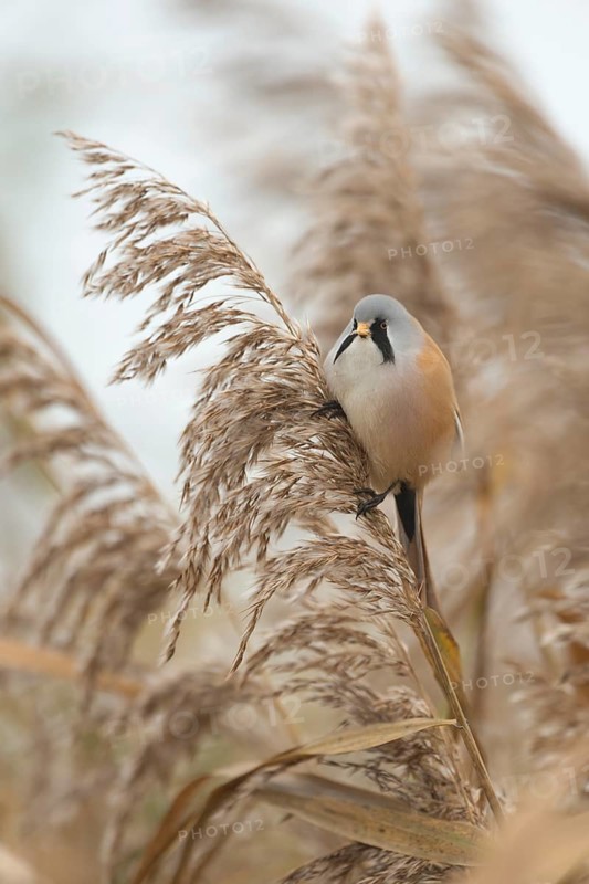Bearded Reedling (Panurus biarmicus) male perched on reed, Baden-Wuerttemberg, Germany