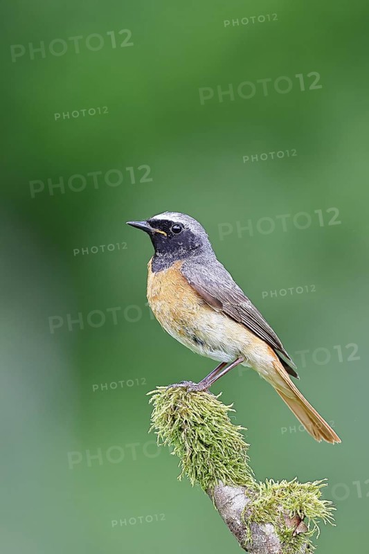 Redstart (Phoenicurus phoenicurus), male on a mossy branch, songbird, wildlife, Siegerland, North Rhine-Westphalia, Germany