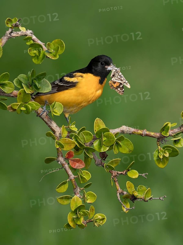 Baltimore Oriole (Icterus galbula) male perched on a branch with moth in its beak, Texas, USA