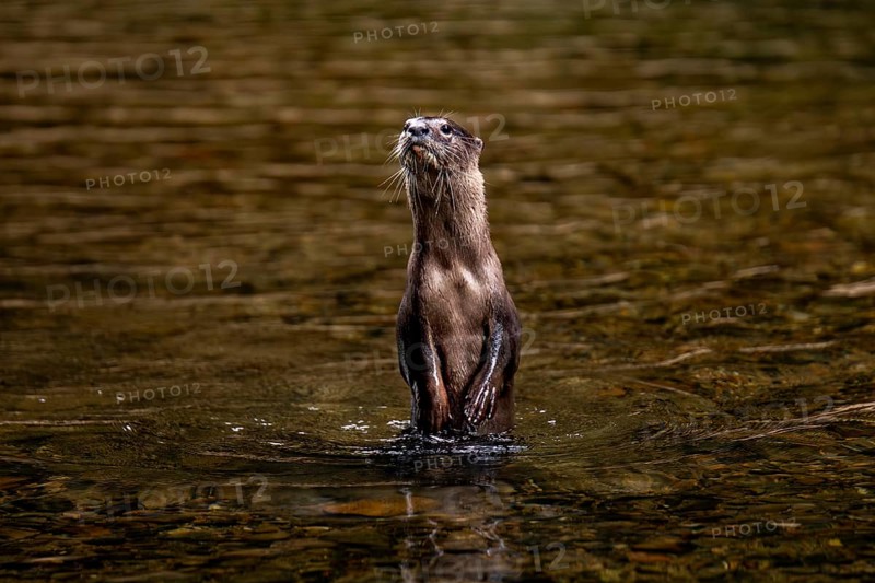 An nutria stands alert in the shimmering waters of Khao Sok National Park, located in the Surat Thani Province of Thailand
