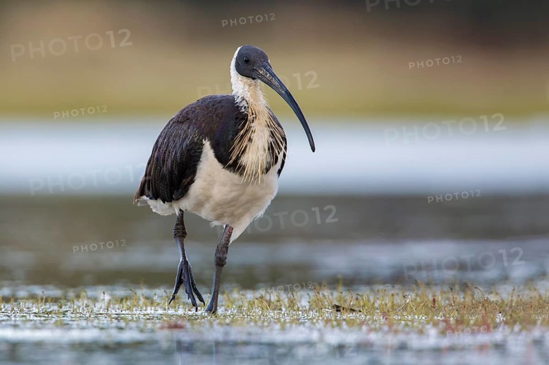 Straw-necked Ibis (Threskiornis spinicollis), Victoria, Australia