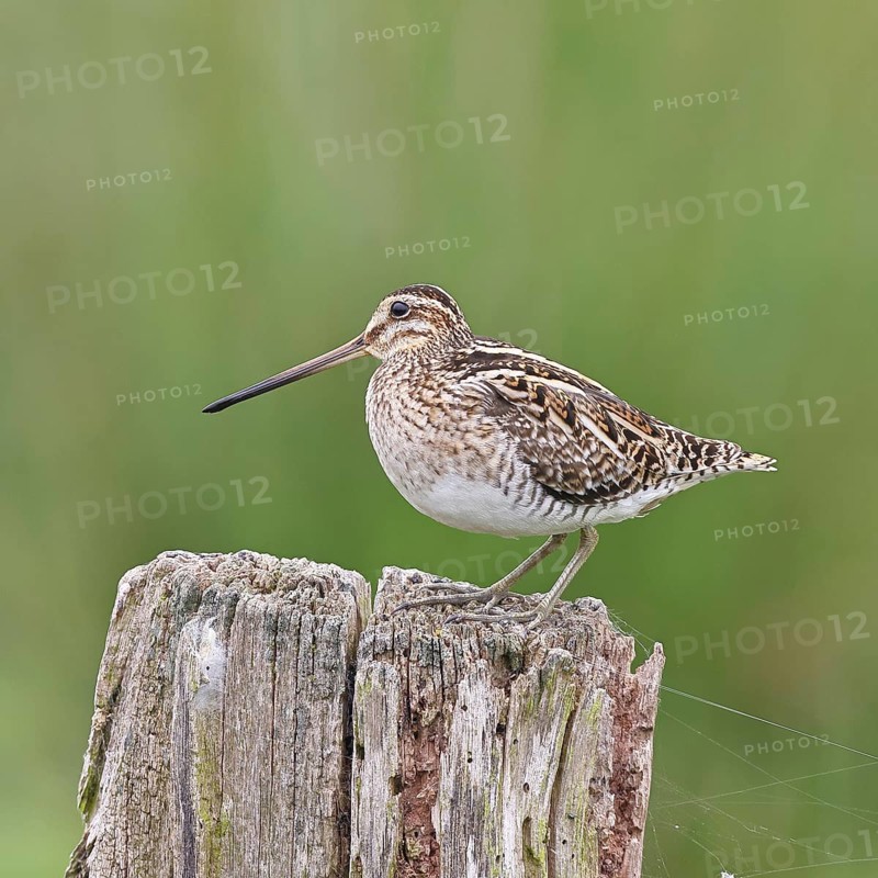 Snipe (Gallinago gallinago), standing on fence post of a pasture, on moorland, snipe birds, wildlife, nature photography, Ochsenmoor, Naturpark Dümmer See, Hüde, Lower Saxony, Germany