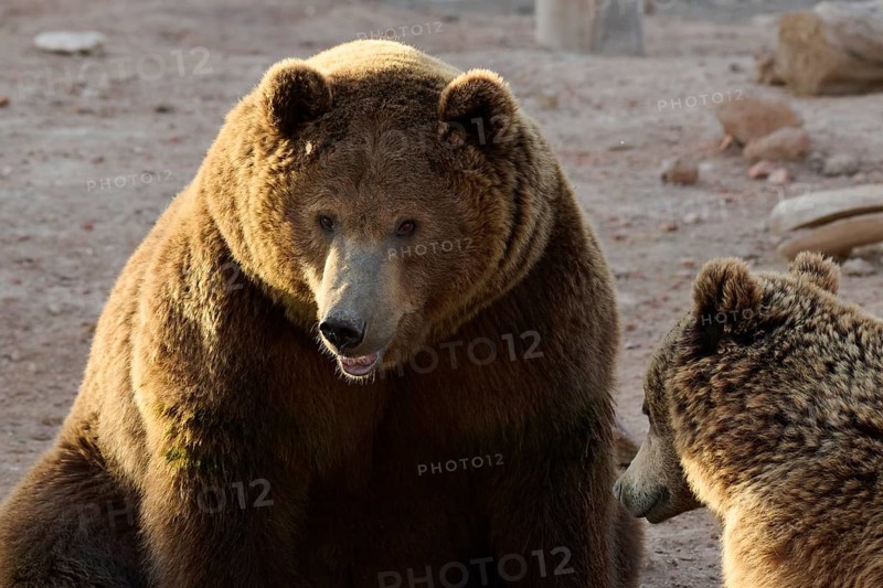 Two brown bears are seen sitting closely together in their wild sanctuary. The larger bear faces forward, while the other looks towards it, creating a serene wildlife scene