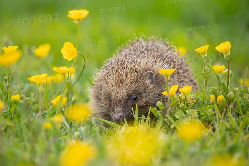 European hedgehog (Erinaceus europaeus) adult animal amongst yellow buttercup flowers in a meadow in spring, England, United Kingdom