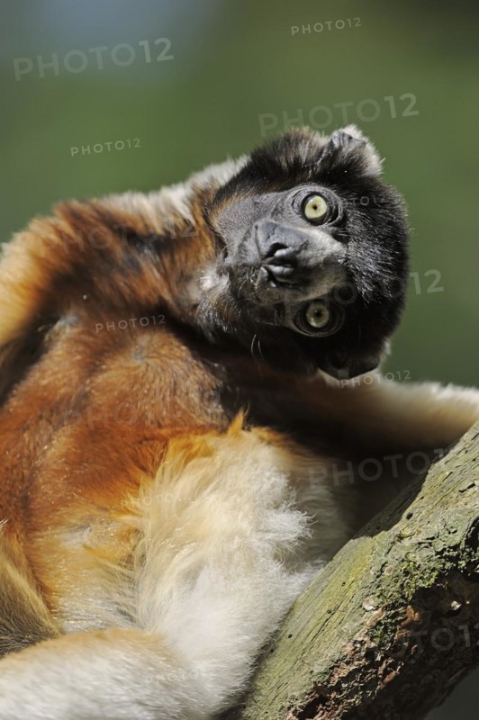 Crown sifaka (Propithecus coronatus, Propithecus verreauxi coronatus), portrait, captive, native to Madagascar