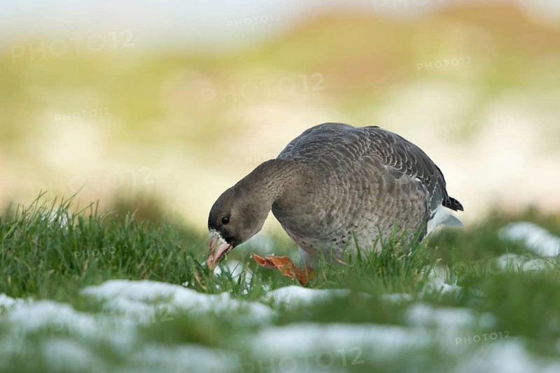 Greater White-fronted Goose (Anser albifrons) juvenile on snowy field, North Rhine-Westphalia, Germany
