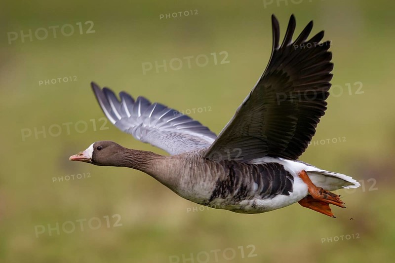 Greater White-fronted Goose (Anser albifrons) flying, North Rhine-Westphalia, Germany