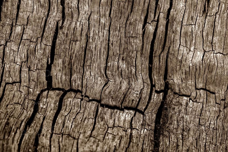 Bark structures, Primeval forest Urwald Sababurg, Weser Uplands, Weserbergland, Hesse, Germany