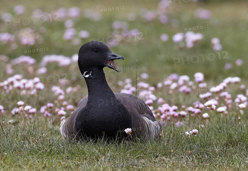 Brant Goose (Branta bernicla), Schleswig-Holstein, Germany