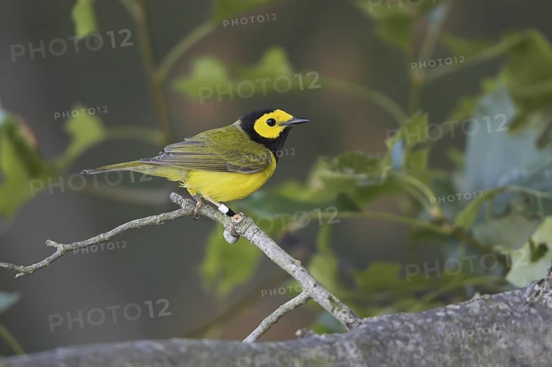 Hooded Warbler (Setophaga citrina) male, Ontario, Canada