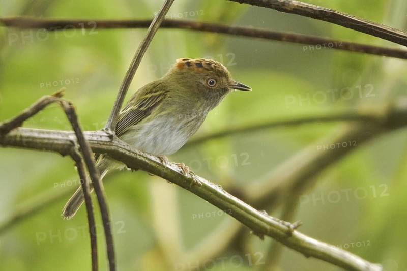 Scale-crested Pygmy Tyrant (Lophotriccus pileatus), Ecuador