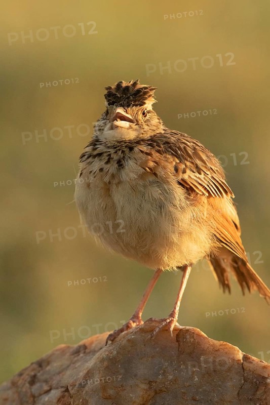 Rufous-naped Lark (Mirafra africana) singing, Masai Mara, Kenya